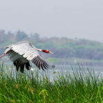 A Sarus Crane is flying over a water body near Bhamori Bhoj Wetland Area at Bhopal, Madhya Pradesh, Photograph by Kshitij Patle