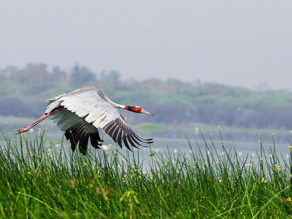 A Sarus Crane is flying over a water body near Bhamori Bhoj Wetland Area at Bhopal, Madhya Pradesh, Photograph by Kshitij Patle